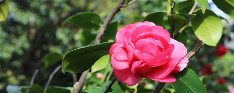 茶花什么时候嫁接最好