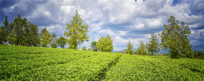 普洱绿茶是什么茶