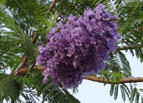 蓝花楹的花期是什么时候