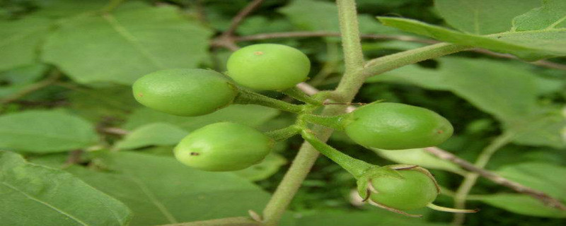 水茄是什么植物