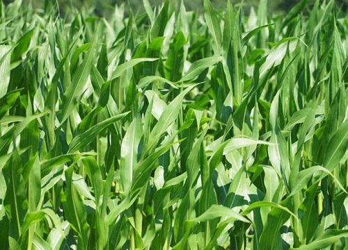 玉米种植时间与生长周期"