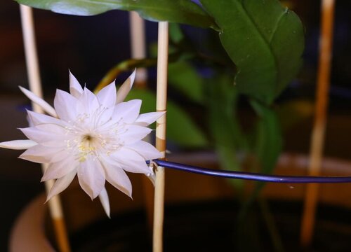 昙花配土方法与种植土壤