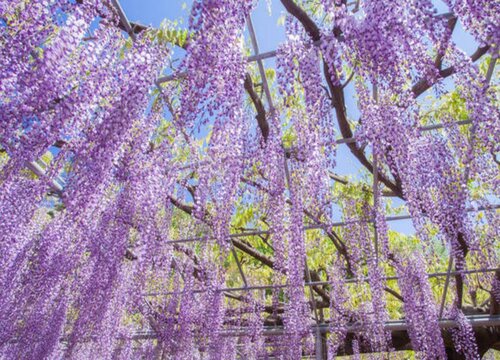 紫藤花风水寓意与作用