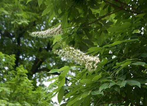 七叶树是裸子植物吗