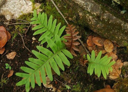 槲厥是常绿植物吗