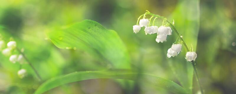 铃兰这种植物怕什么