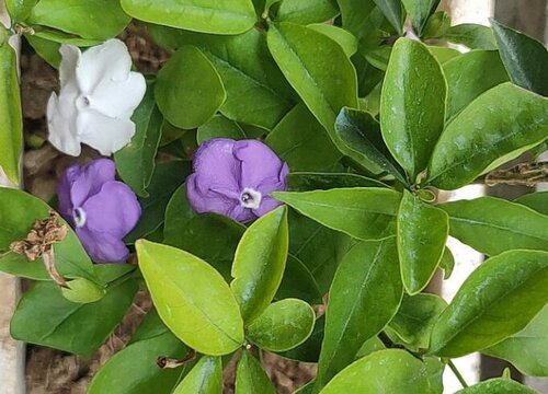 双色茉莉花香有毒吗"