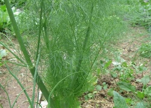 茴香几月份种合适