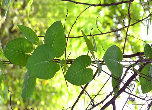 苹果树叶是什么形状