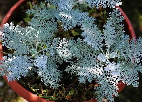 银叶菊是多年生植物吗