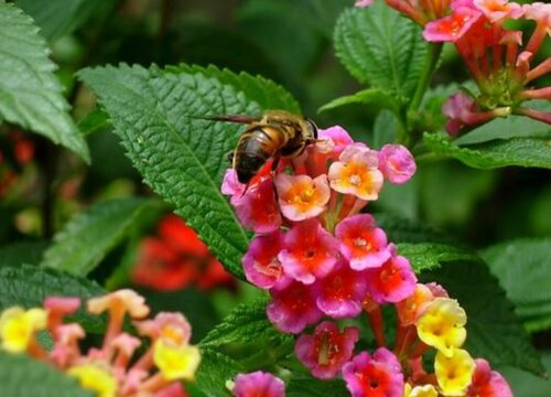 五色梅是多年生植物吗"