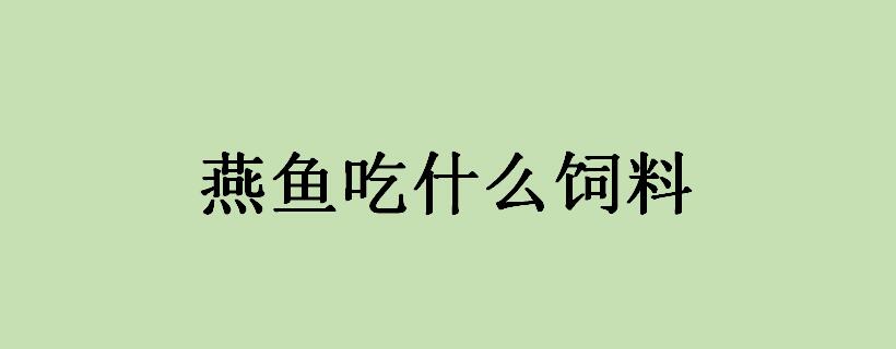 燕鱼吃什么饲料