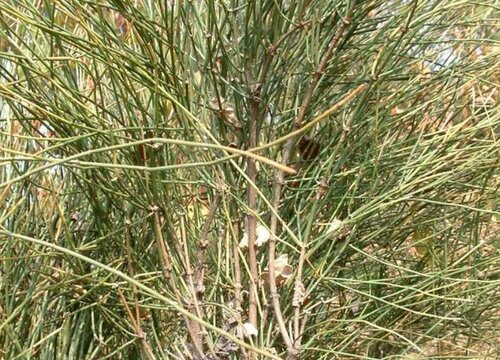 麻黄是裸子植物吗