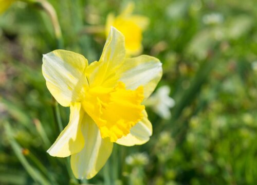 水仙花适合在室内养吗