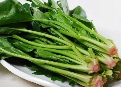 菠菜几月份种合适"