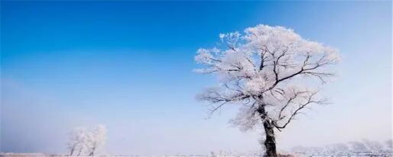 玉树琼花是什么花