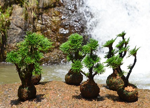 卷柏配土方法与种植土壤