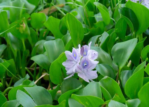 水葫芦适合在室内养吗"