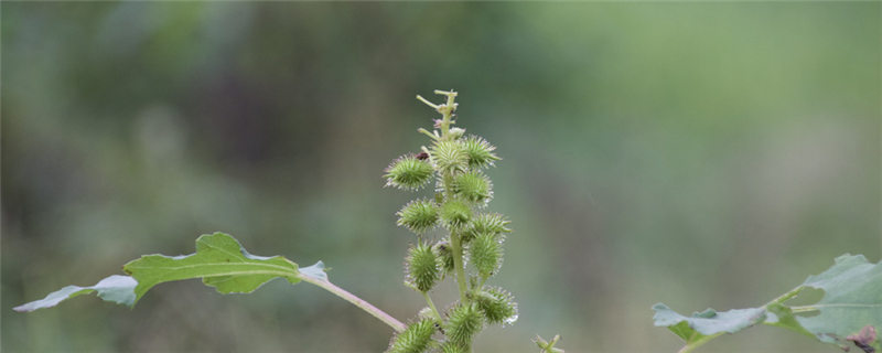 苍耳是什么植物