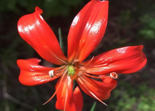 山丹花期多久时间"