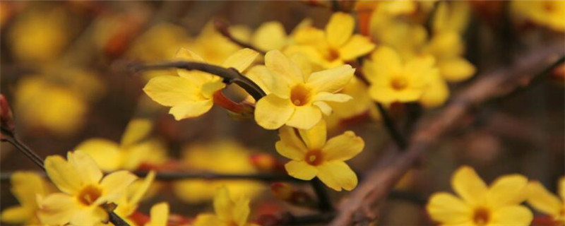 迎春花的特点