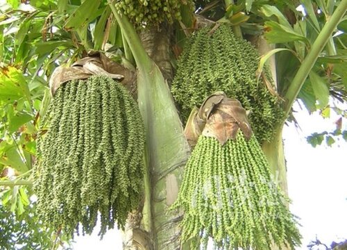 鱼尾葵是保护植物吗