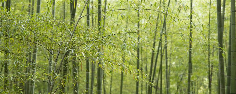 楠竹种植时间和技术