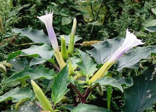 什么花的花语是希望