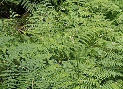 蕨菜是单子叶植物吗