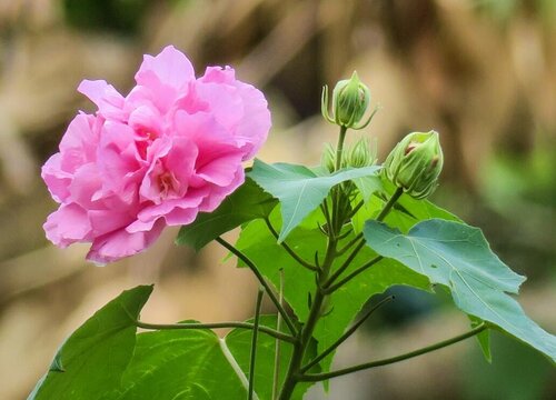 木芙蓉是什么季节开的花