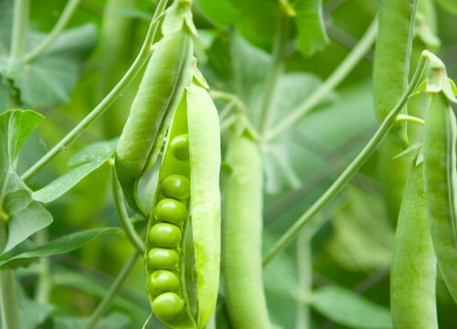 豌豆是一年生植物吗