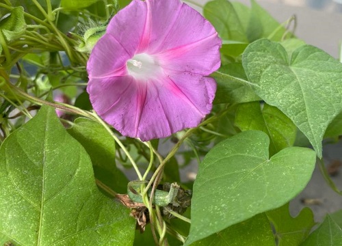 牵牛花长什么样子