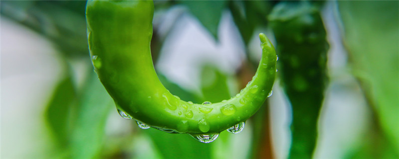 青椒的种植方法和注意事项