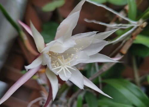 昙花是木本植物吗