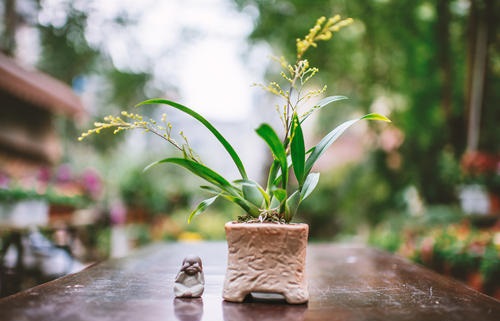 梦香兰花谢后怎么处理