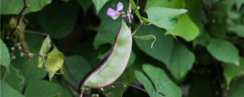 梅豆种植时间及技术要点