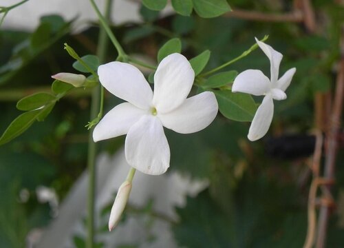 茉莉花的花期是什么时候