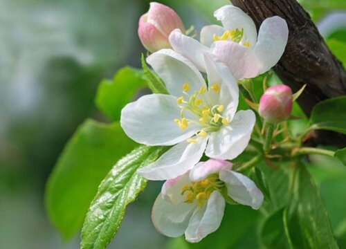 长花盆适合种什么花