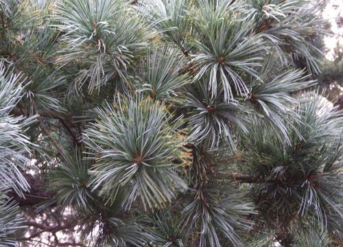 红松是裸子植物吗"