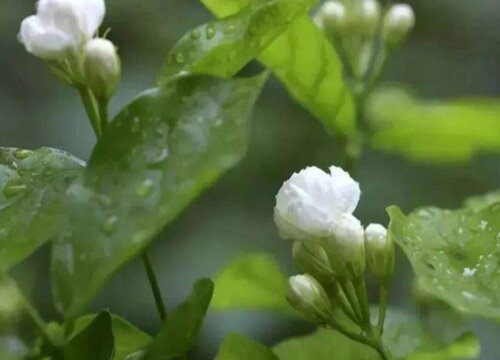 黄木香花耐寒吗"