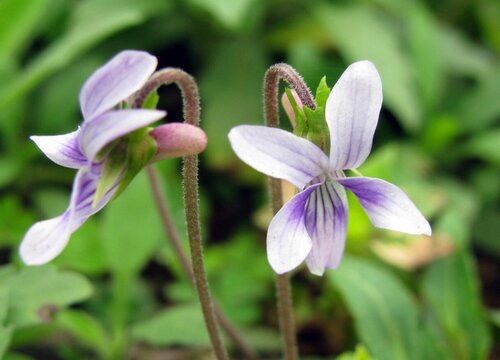 野生兰花是保护植物吗