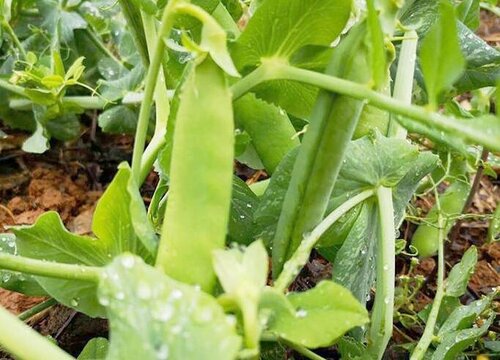 豌豆是裸子植物吗"