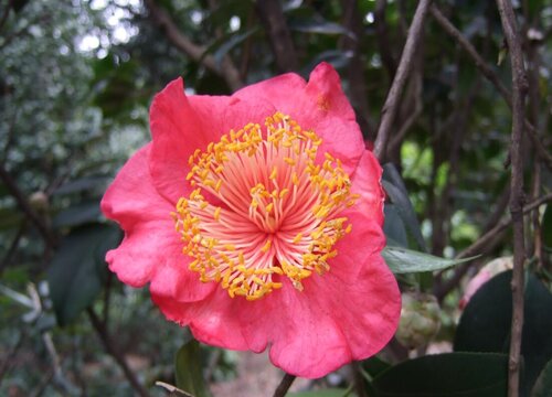 秋季开花的花卉有哪些"