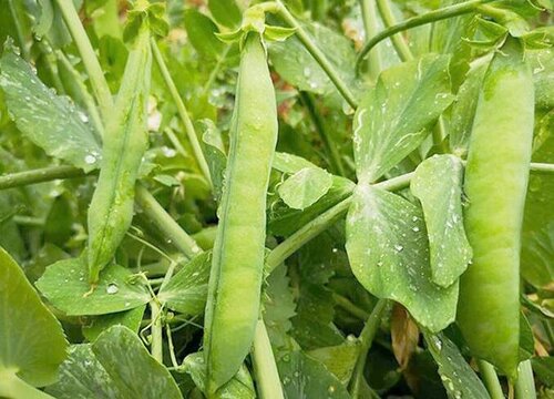 豌豆是单子叶植物吗"