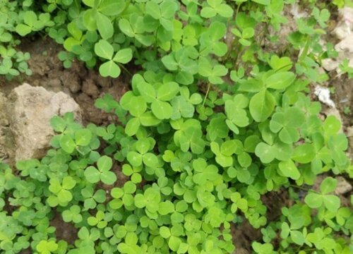 三叶草配土方法与种植土壤