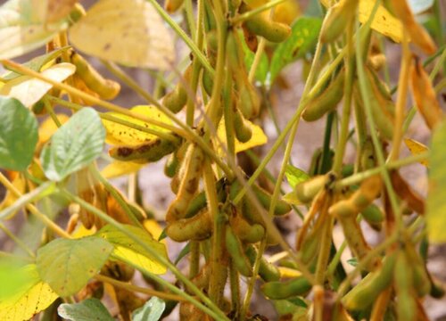 黄豆什么时候种植最好"