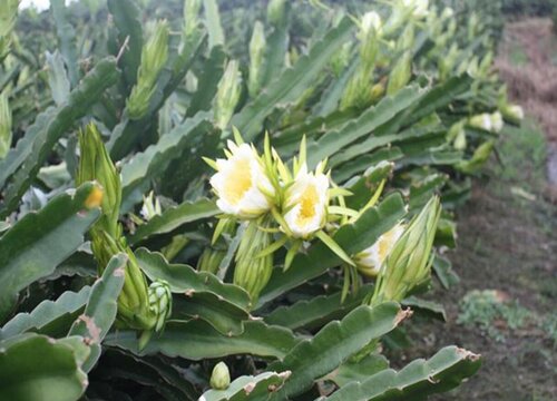 剑花是什么植物的花"