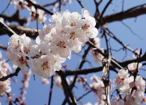 桃花又叫什么花