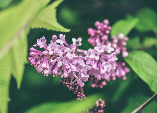 丁香花期多久时间"