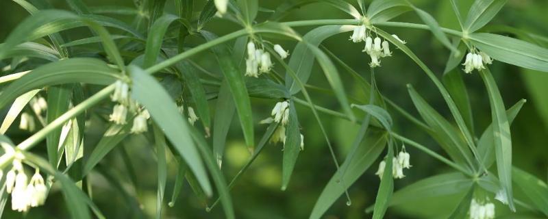 怎样种植黄精,种植黄精需要装肥料吗